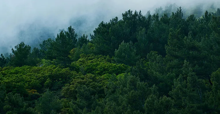 Net-Zero & Carbon Intelligence