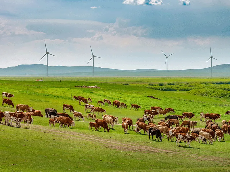 Path to Carbon Neutrality in Beef Farming: Edinvale Farm's Journey and Achievements